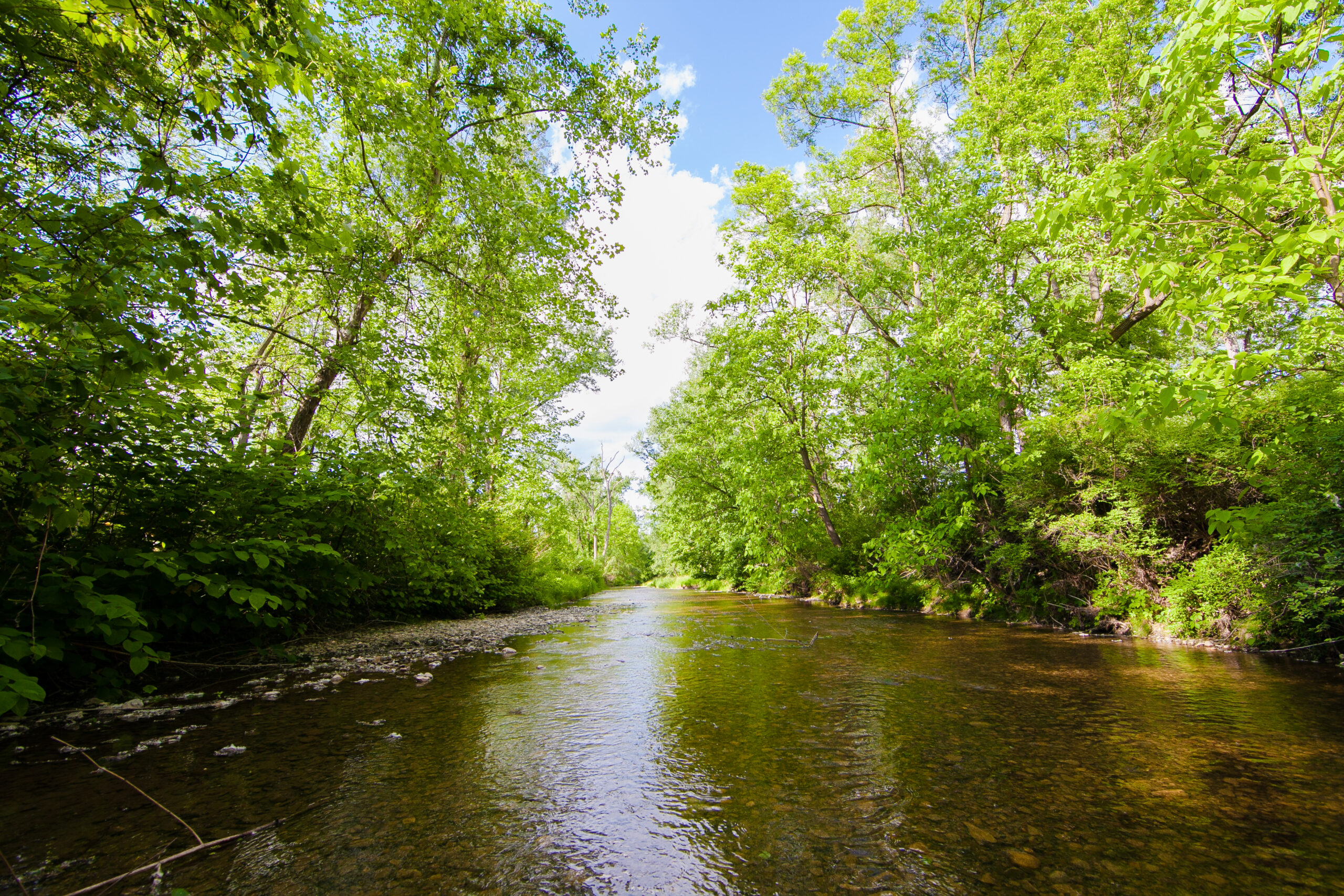 Catharine Valley Wildlife Managment Area